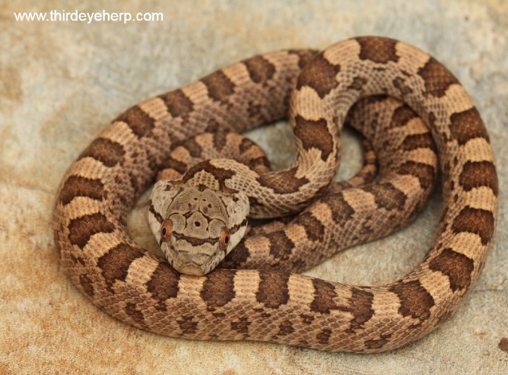 Everglades Rat Snake